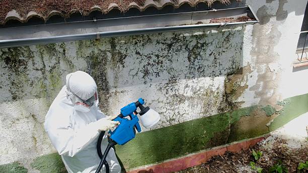 Top rated local Attic Mold Remediation specialists in Medina, MN